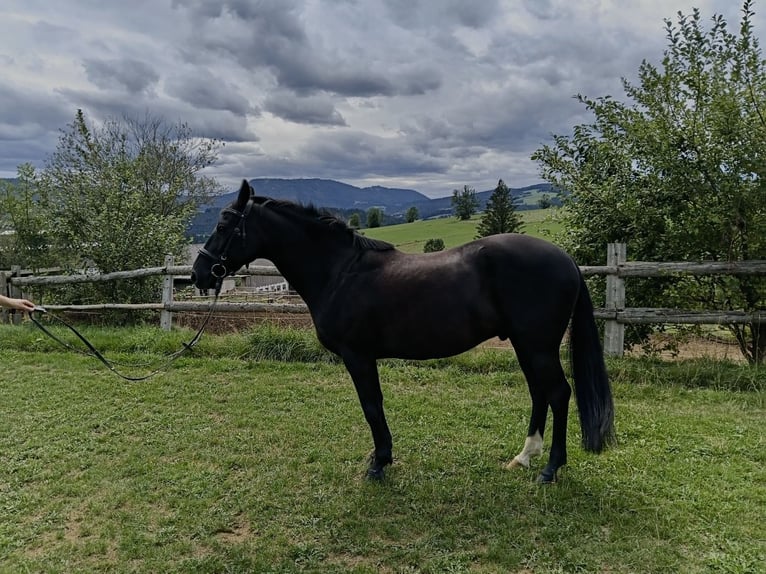 New Forest Pony Wallach 13 Jahre 145 cm Rappe in Teichalm
