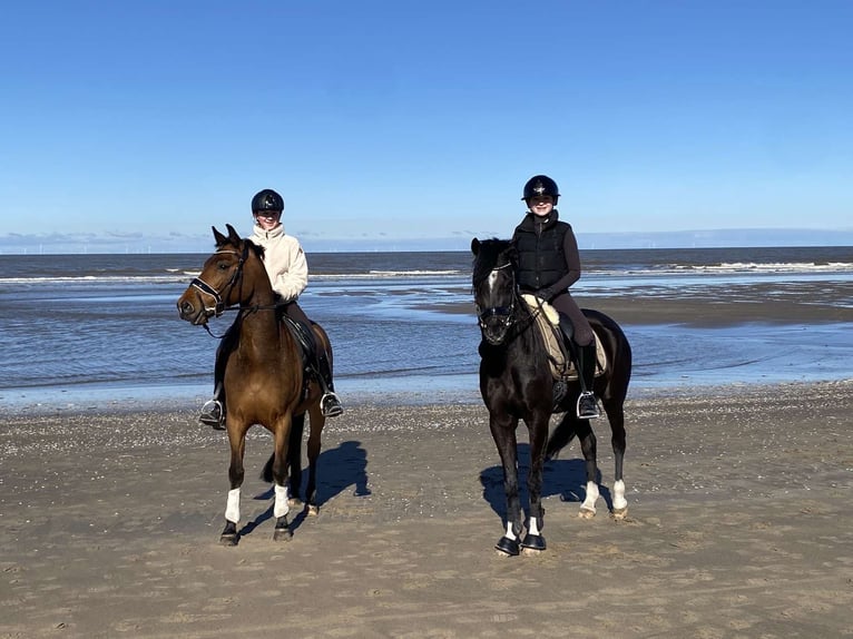 New Forest Pony Wallach 13 Jahre 147 cm Brauner in Utrecht