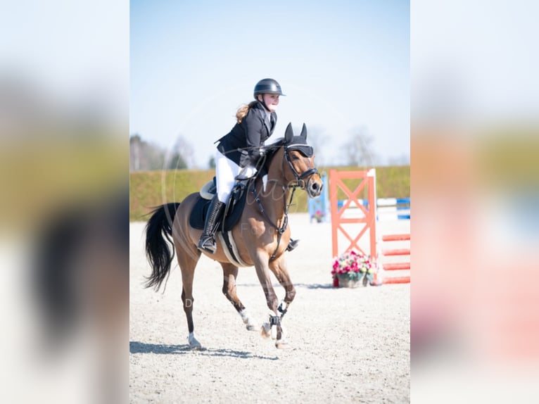 New Forest Pony Wallach 13 Jahre 147 cm Brauner in Haaksbergen