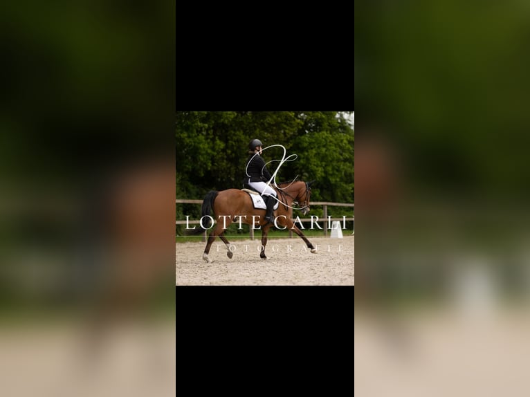 New Forest Pony Wallach 13 Jahre 147 cm Brauner in Haaksbergen