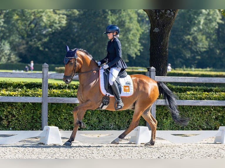 New Forest Pony Wallach 13 Jahre 148 cm Brauner in Kootwijkerbroek