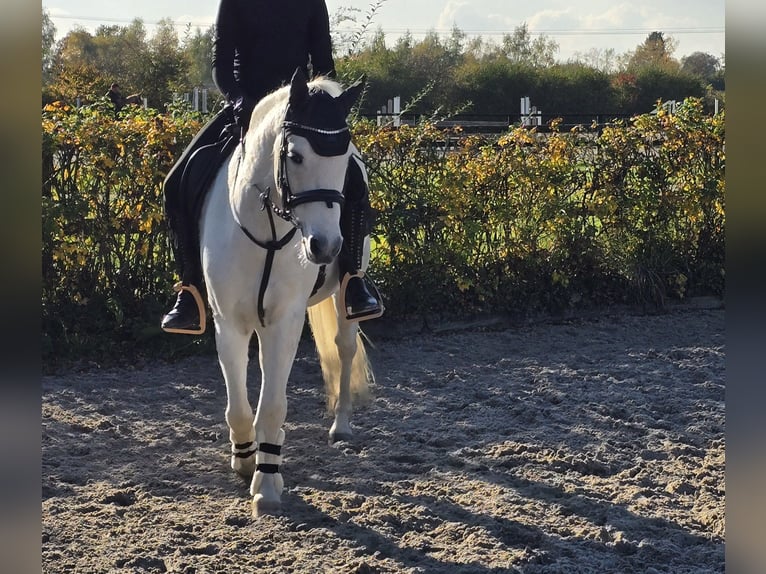 New Forest Pony Wallach 14 Jahre 140 cm Schimmel in Heiligenhaus