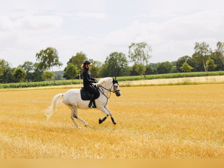 New Forest Pony Wallach 14 Jahre 142 cm Fliegenschimmel in Lastrup
