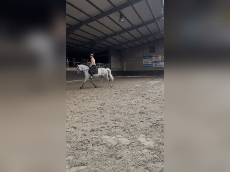New Forest Pony Wallach 14 Jahre 142 cm Fliegenschimmel in Lastrup