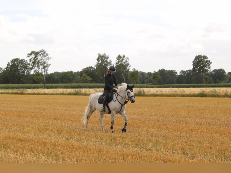 New Forest Pony Wallach 14 Jahre 142 cm Fliegenschimmel in Lastrup