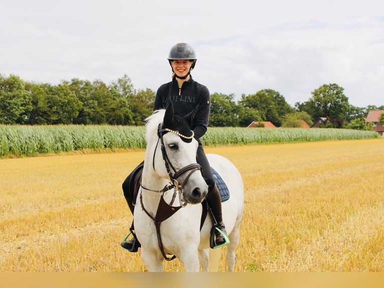 New Forest Pony Wallach 14 Jahre 142 cm Fliegenschimmel in Lastrup