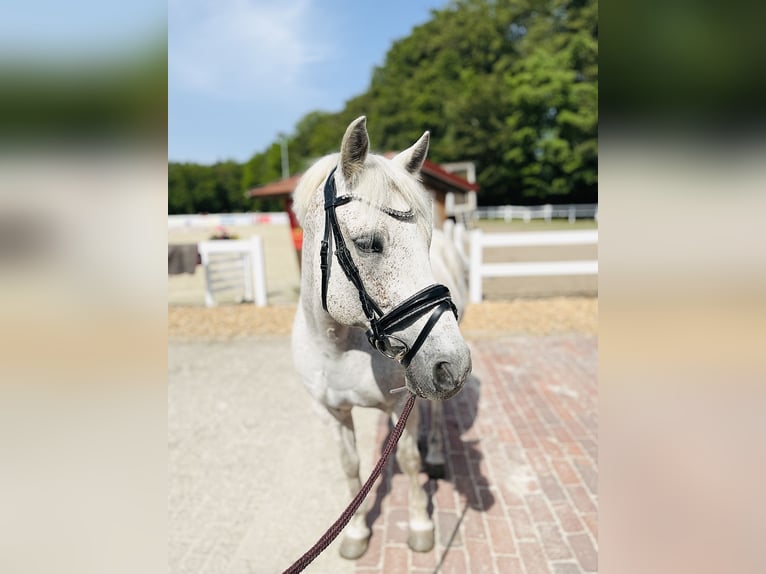 New Forest Pony Wallach 14 Jahre 142 cm Fliegenschimmel in Essen (Oldenburg)