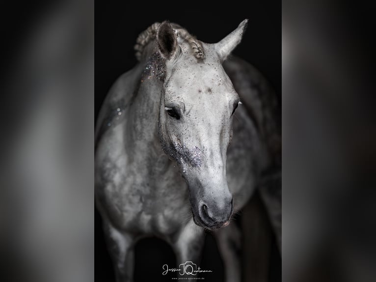 New Forest Pony Wallach 14 Jahre 142 cm Fliegenschimmel in Essen (Oldenburg)