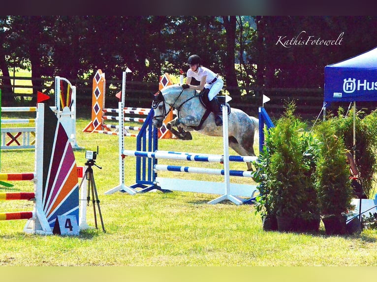 New Forest Pony Wallach 14 Jahre 142 cm Fliegenschimmel in Essen (Oldenburg)