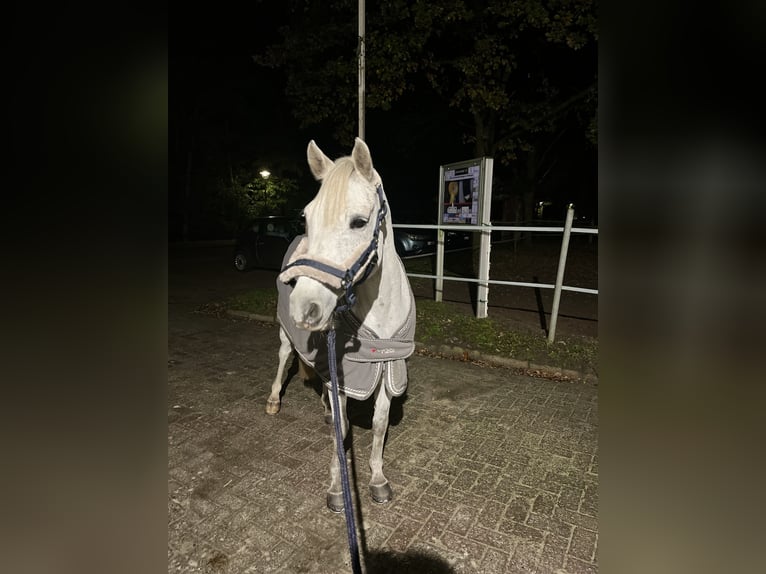 New Forest Pony Wallach 14 Jahre 142 cm Fliegenschimmel in Essen (Oldenburg)