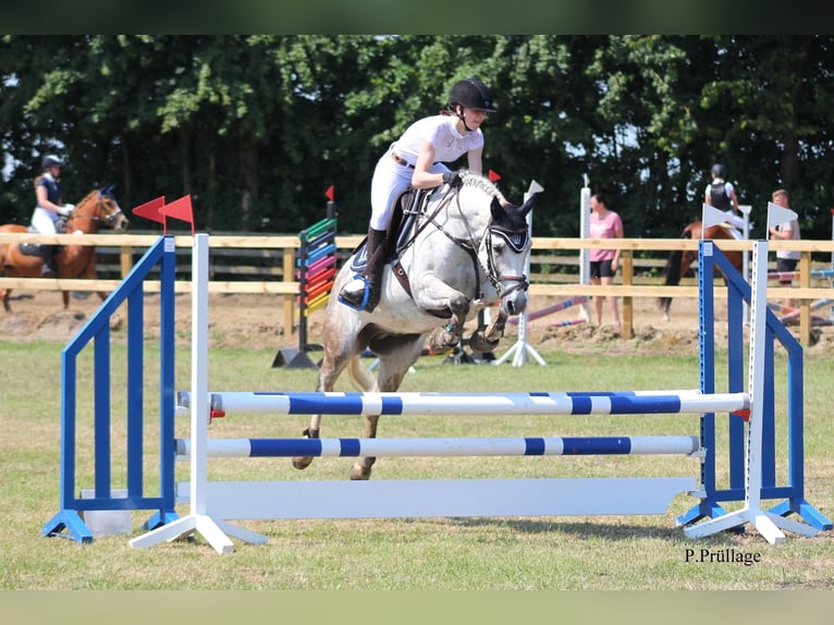 New Forest Pony Wallach 14 Jahre 142 cm Fliegenschimmel in Essen (Oldenburg)