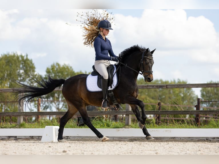 New Forest Pony Wallach 14 Jahre 144 cm Dunkelbrauner in Nieuw-Vennep