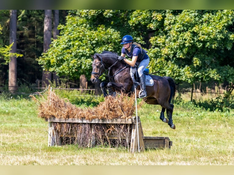 New Forest Pony Wallach 14 Jahre 144 cm Dunkelbrauner in Nieuw-Vennep