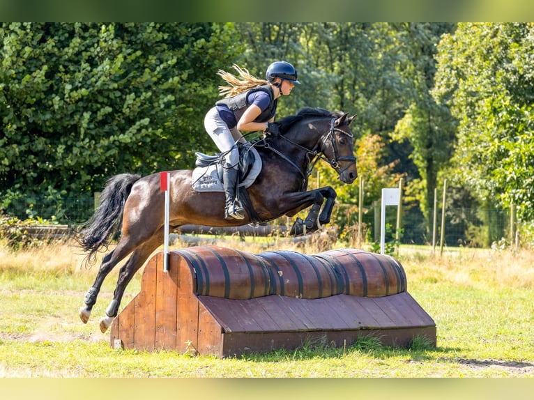 New Forest Pony Wallach 14 Jahre 144 cm Dunkelbrauner in Nieuw-Vennep