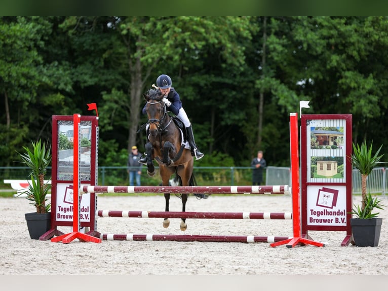New Forest Pony Wallach 14 Jahre 144 cm Dunkelbrauner in Nieuw-Vennep