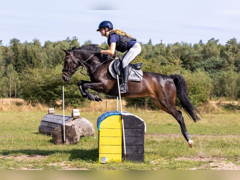New Forest Pony Wallach 14 Jahre 144 cm Dunkelbrauner in Nieuw-Vennep