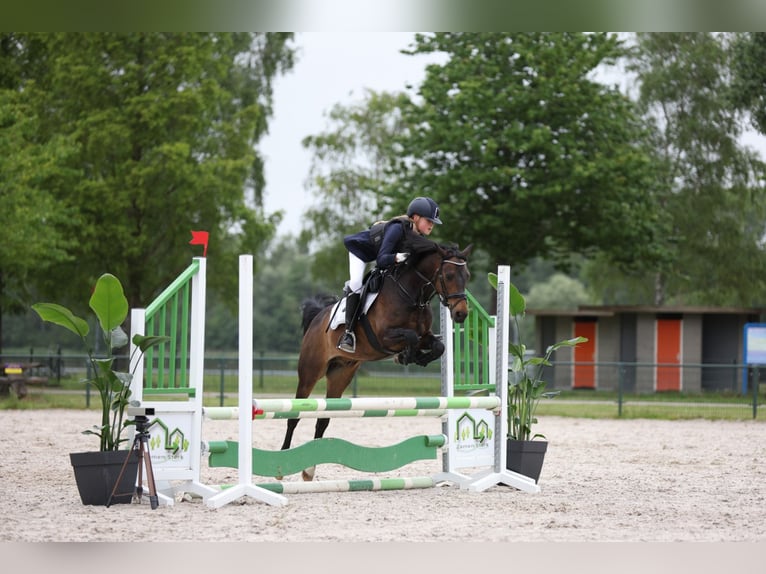 New Forest Pony Wallach 14 Jahre 144 cm Dunkelbrauner in Nieuw-Vennep