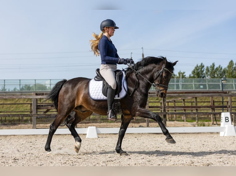 New Forest Pony Wallach 14 Jahre 144 cm Dunkelbrauner in Nieuw-Vennep