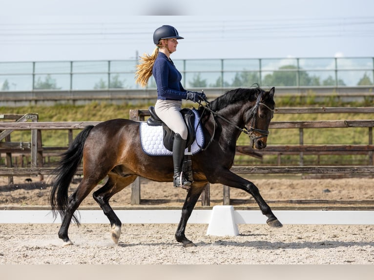 New Forest Pony Wallach 14 Jahre 144 cm Dunkelbrauner in Nieuw-Vennep