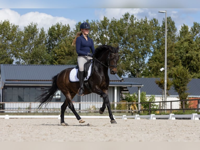 New Forest Pony Wallach 14 Jahre 144 cm Dunkelbrauner in Nieuw-Vennep