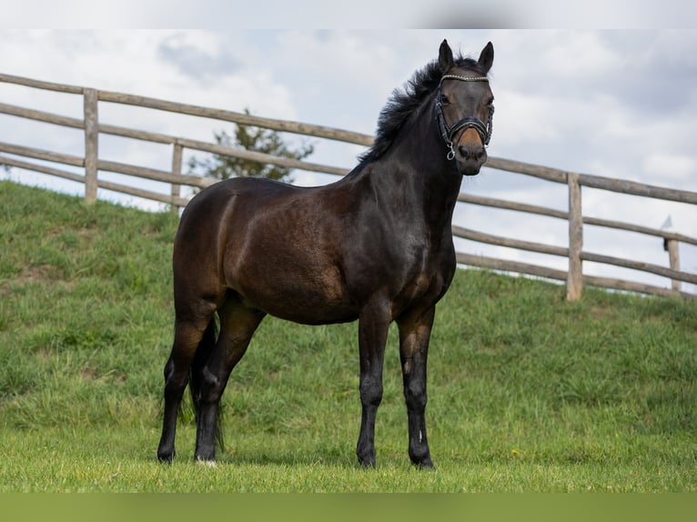 New Forest Pony Wallach 14 Jahre 144 cm Dunkelbrauner in Nieuw-Vennep
