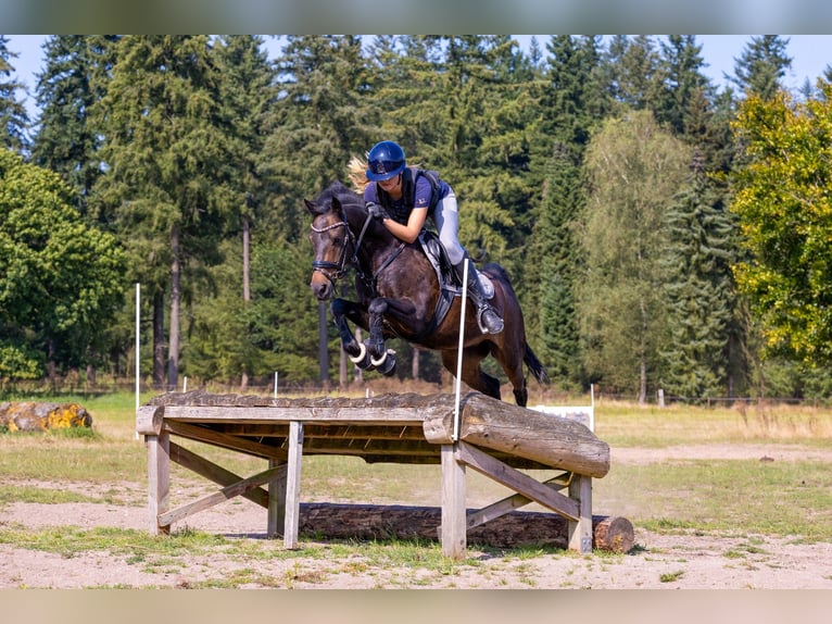 New Forest Pony Wallach 14 Jahre 144 cm Dunkelbrauner in Nieuw-Vennep