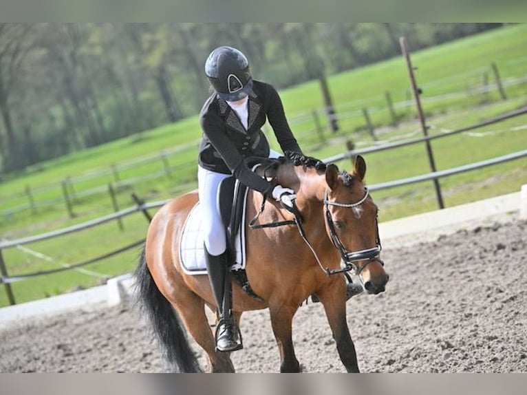 New Forest Pony Wallach 14 Jahre 145 cm Brauner in Nuenen