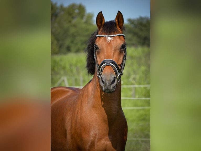 New Forest Pony Wallach 14 Jahre 145 cm Brauner in Nuenen