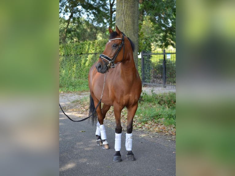New Forest Pony Wallach 14 Jahre 145 cm Brauner in Nuenen