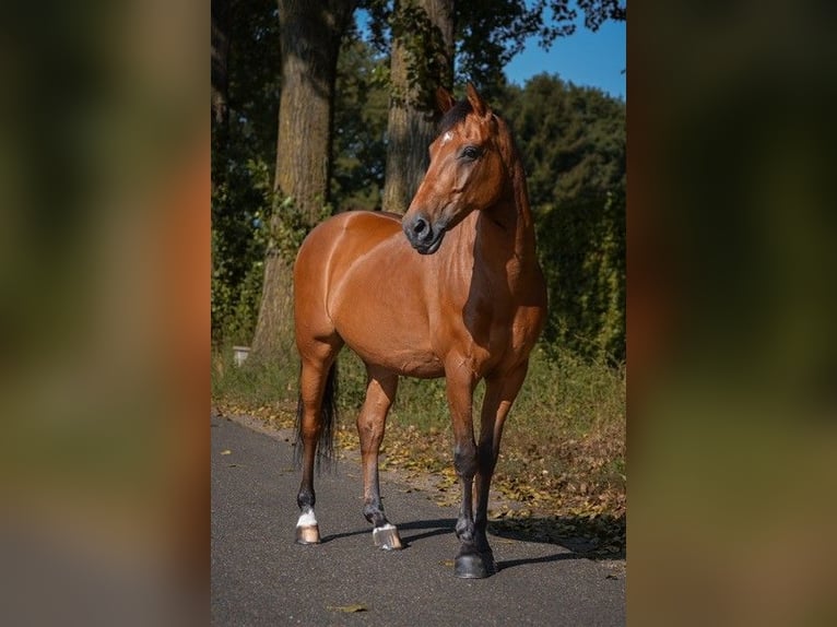 New Forest Pony Wallach 14 Jahre 145 cm Brauner in Nuenen