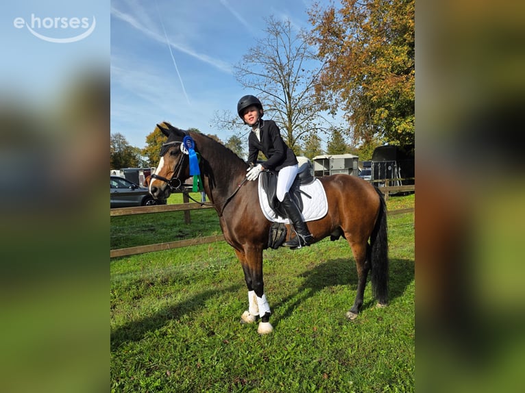 New Forest Pony Wallach 14 Jahre 146 cm Brauner in Coesfeld