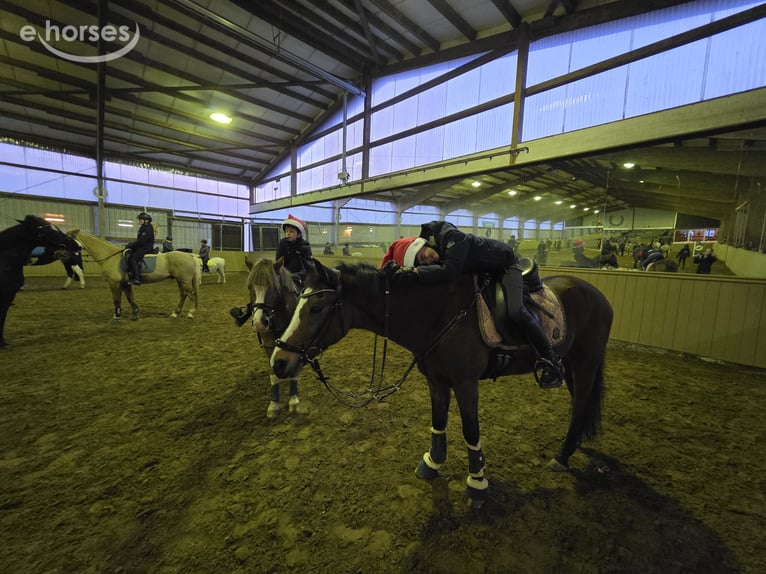 New Forest Pony Wallach 14 Jahre 146 cm Brauner in Coesfeld