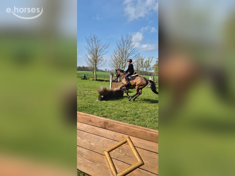 New Forest Pony Wallach 14 Jahre 146 cm Brauner in Coesfeld