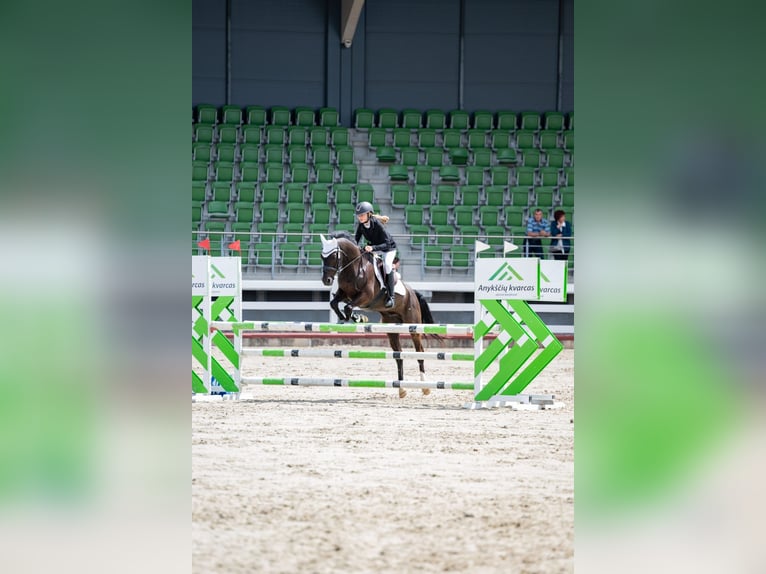 New Forest Pony Wallach 14 Jahre 146 cm Dunkelbrauner in Kaunas