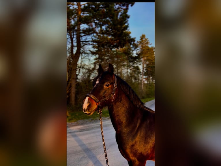 New Forest Pony Wallach 14 Jahre 146 cm Rappe in Sommerhausen