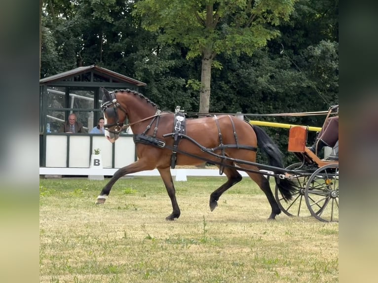 New Forest Pony Wallach 14 Jahre 148 cm Brauner in Wartenberg