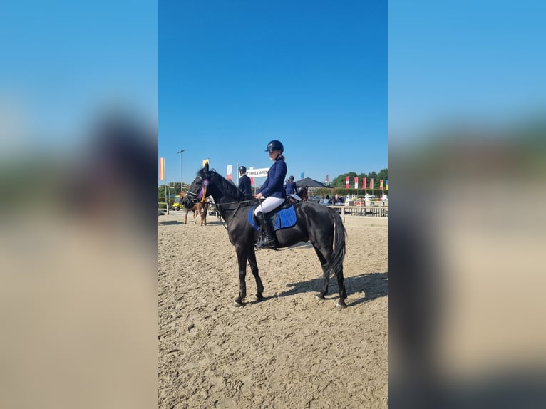 New Forest Pony Wallach 14 Jahre 148 cm Rappe in Oud-Heverlee