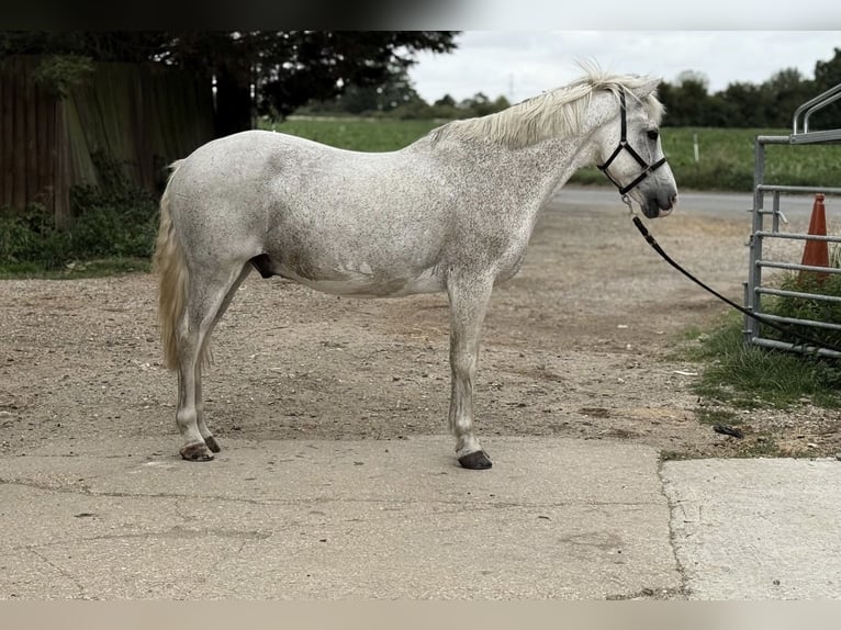 New Forest Pony Wallach 15 Jahre 132 cm Schimmel in Cambridge, Cambridgeshire