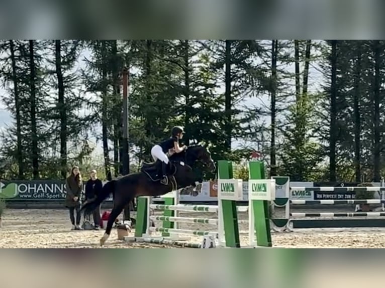 New Forest Pony Wallach 15 Jahre 146 cm Dunkelbrauner in Hamburg