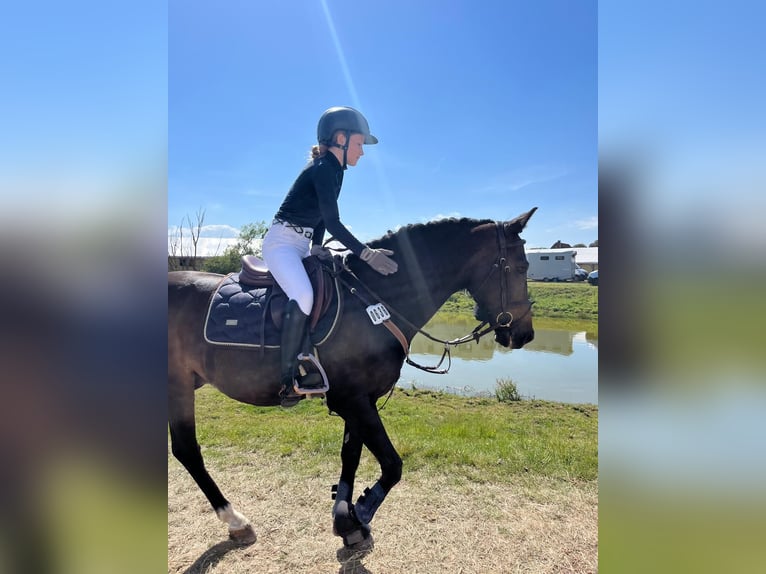 New Forest Pony Wallach 15 Jahre 146 cm Dunkelbrauner in Hamburg