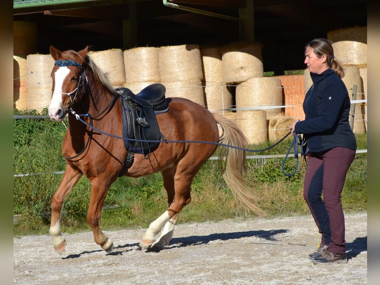 New Forest Pony Wallach 15 Jahre 146 cm Fuchs in Altenmarkt