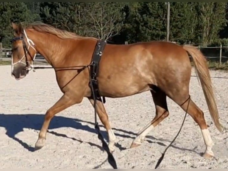 New Forest Pony Wallach 15 Jahre 146 cm Fuchs in Altenmarkt