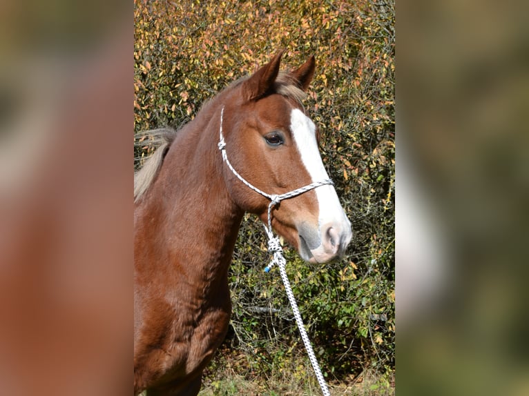 New Forest Pony Wallach 15 Jahre 146 cm Fuchs in Altenmarkt
