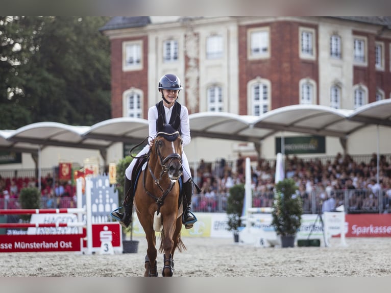 New Forest Pony Wallach 15 Jahre 147 cm Fuchs in Dorsten