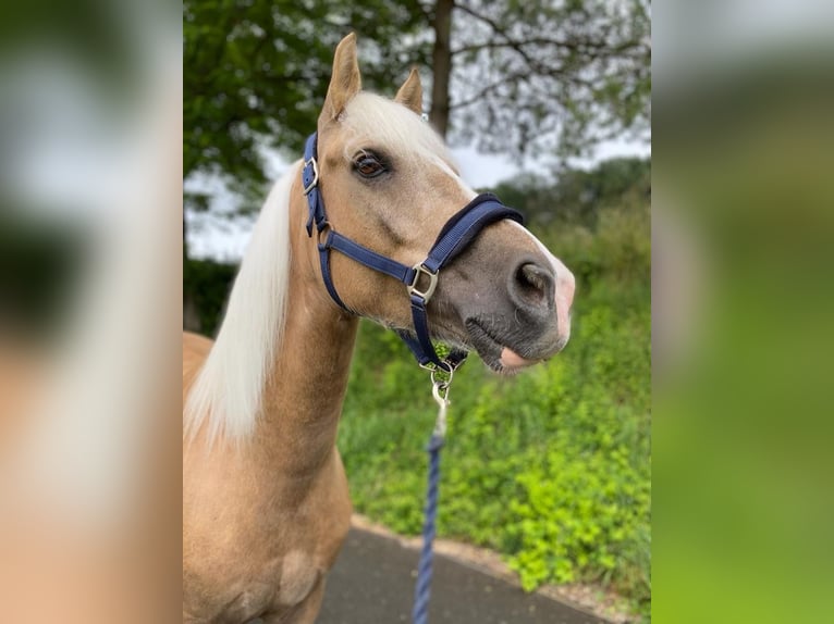New Forest Pony Wallach 15 Jahre 148 cm Palomino in Canach