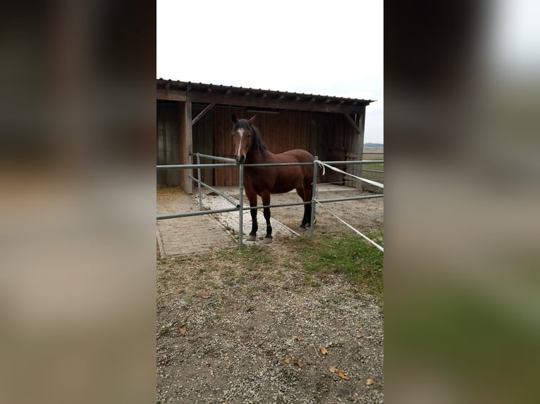 New Forest Pony Wallach 16 Jahre 144 cm Brauner in Öpfingen