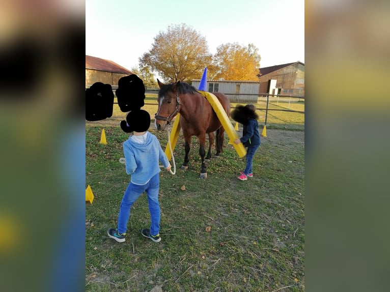 New Forest Pony Wallach 16 Jahre 144 cm Brauner in Öpfingen