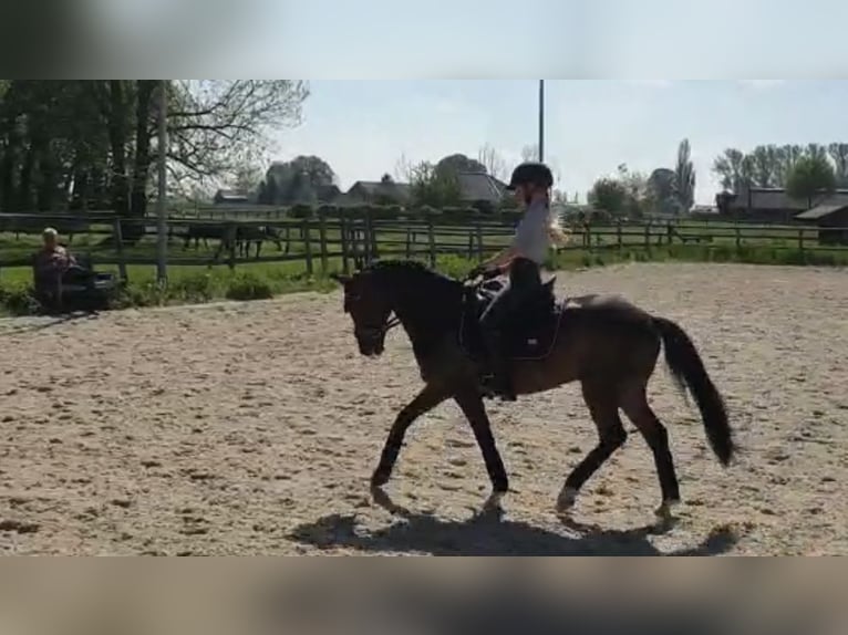 New Forest Pony Wallach 16 Jahre 145 cm Brauner in Willich