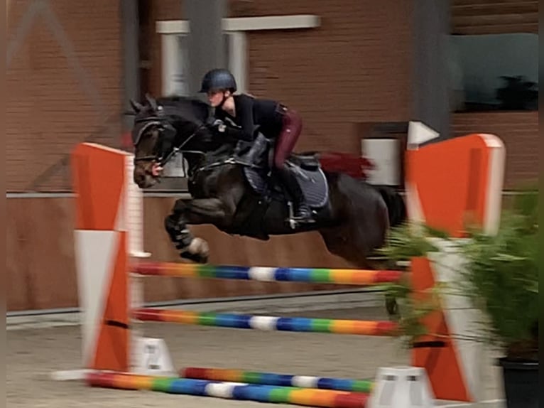 New Forest Pony Wallach 16 Jahre 145 cm Brauner in Willich