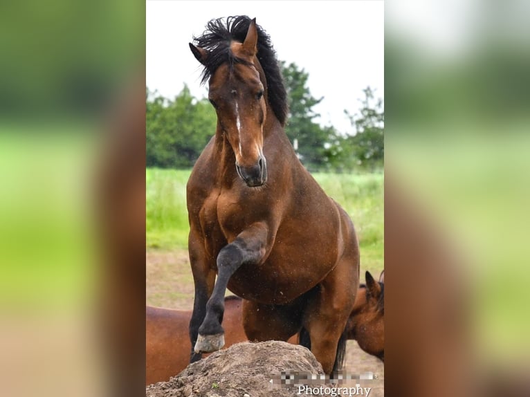 New Forest Pony Wallach 16 Jahre 147 cm Brauner in Plön